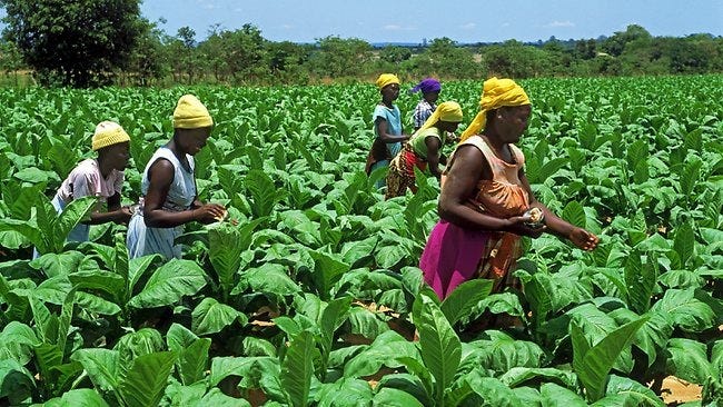 International Health Experts Urge Malawi to Advocate for Public Health at  FCTC Forums