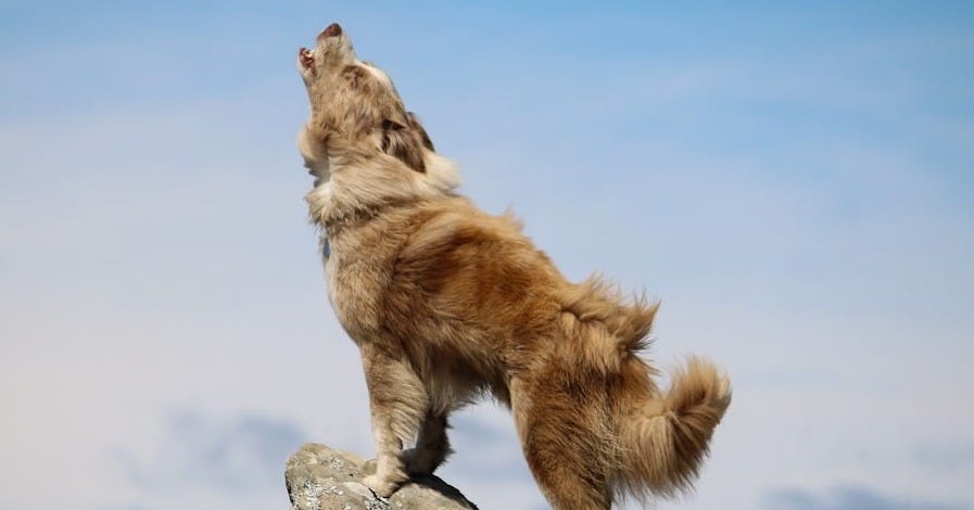 a dog standing on a rock looking up at the sky a dog standing on a rock looking up at the sky