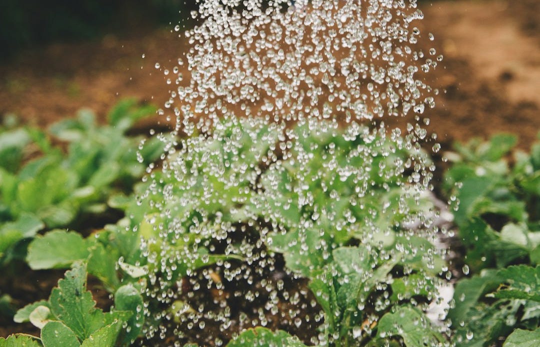 person watering plant person watering plant