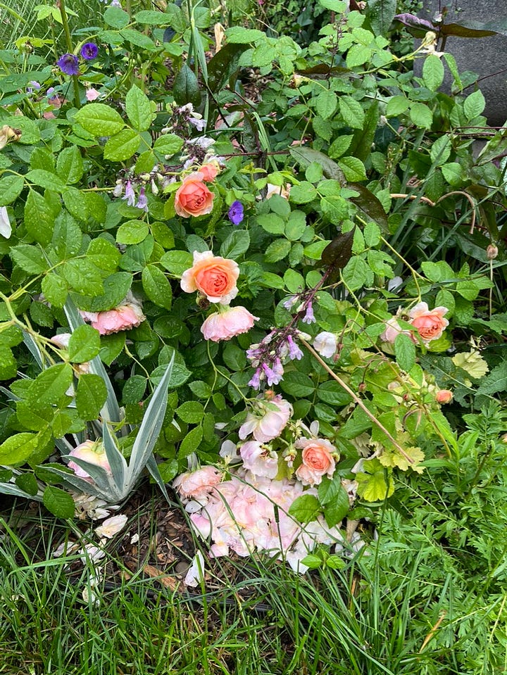 Graham Thomas and Grace roses after a storm