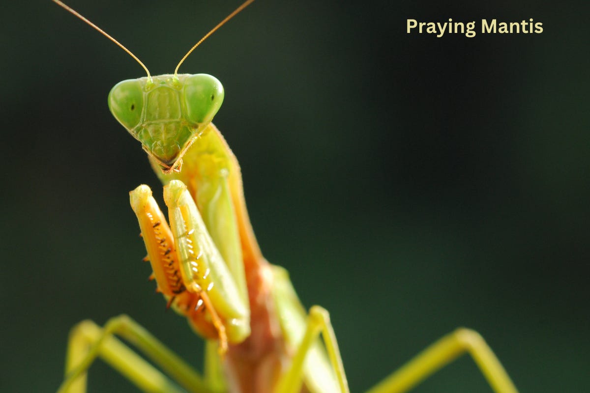 Wild Insights Extra: The incredible Praying Mantis