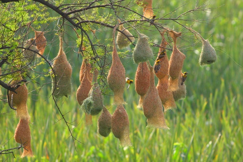 The Baya Weaver - Sialkot, Punjab The Baya Weaver - Sialkot, Punjab