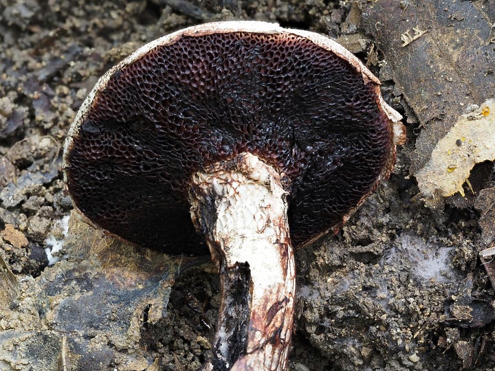 red staining bolete