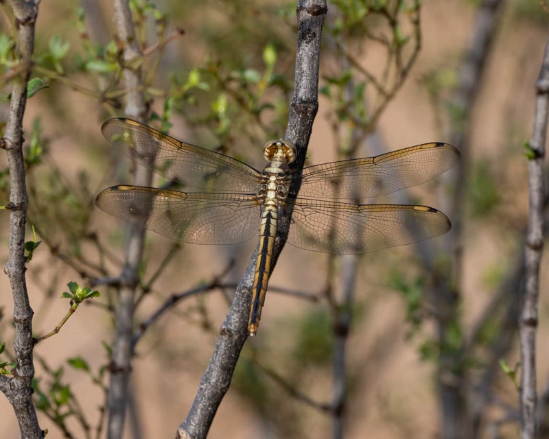 20250728-Sewailo-31-Edit.jpg 20250728-Sewailo-31-Edit.jpg