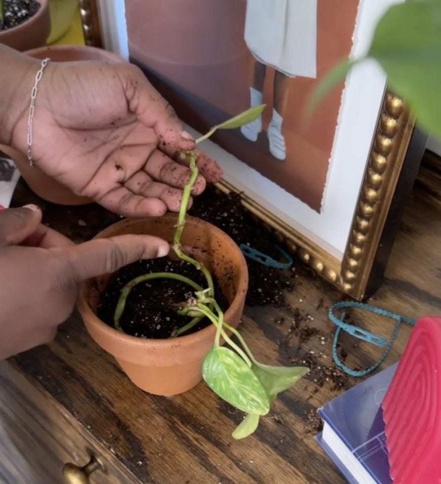 buy a san pedro cactus San Pedro Cactus Cuttings