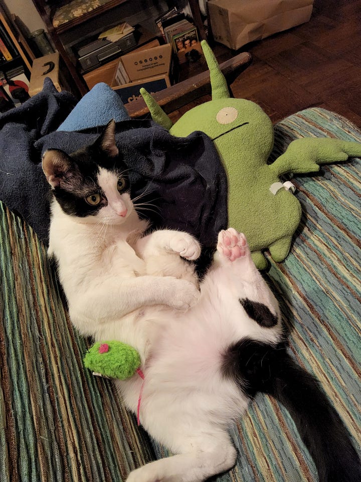 Black and white cats in various funny positions