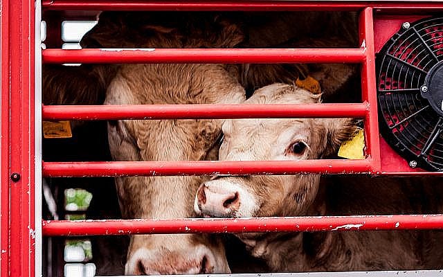 © Stocklib / ledmark31