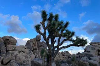 Old men dancing in Patzcuaro, Mexico, Joshua Tree National Park, Portland International Rose Garden, Pumpkins, Black Lab, Mexico