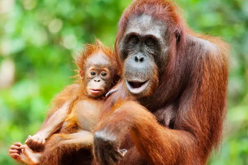 The Mother Who Travels Farther So Her Kid Has Someone to Play With