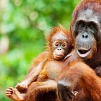 Primatology.net