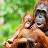 Primatology.net