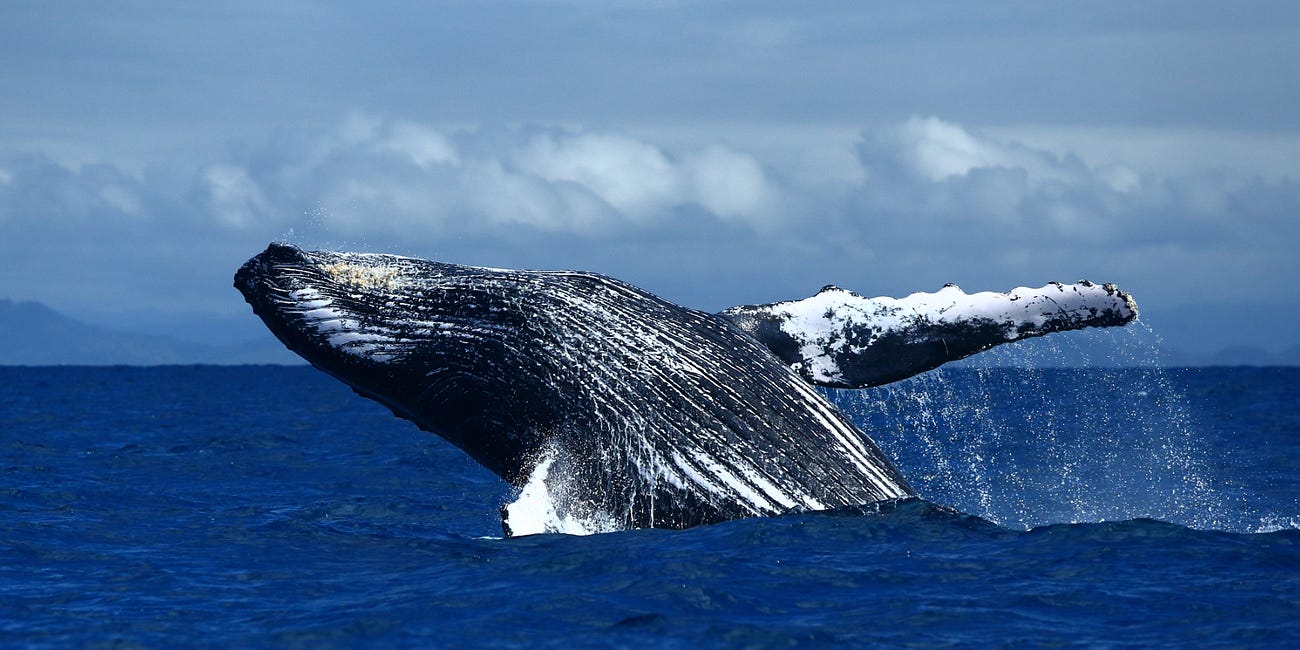 US Government as Venture Capitalist & Whale
