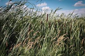 Slough (slo͞o) You may have heard this term used more than once in Laura Ingalls Wilder's books. While living on the homestead in De Smet, the Ingalls family not only had a Slough (slo͞o) You may have heard this term used more than once in Laura Ingalls Wilder's books. While living on the homestead in De Smet, the Ingalls family not only had a