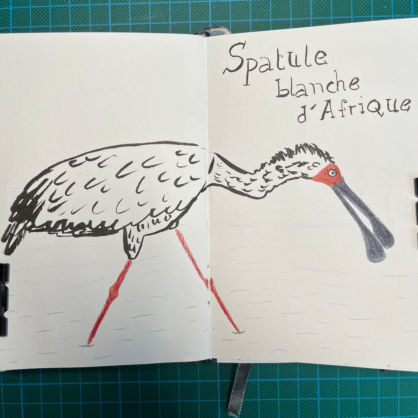Posé sur mon tapis de découpe, mon sketchbook ouvert sur la double-page où j'ai fait le dessin du Jour 27 : une spatule blanche d'Afrique. Posé sur mon tapis de découpe, mon sketchbook ouvert sur la double-page où j'ai fait le dessin du Jour 27 : une spatule blanche d'Afrique.