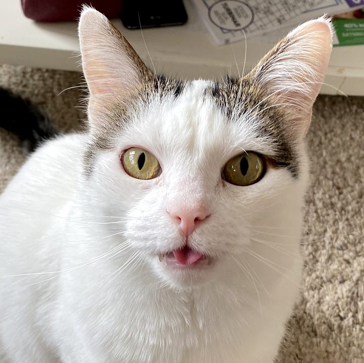 A gallery of four headshots of Bailey, a white cat with two small grey markings above each ear. In three photos, Bailey's tongue is playfully sticking out, and in two, a small fang is visible, adding to his charm.
