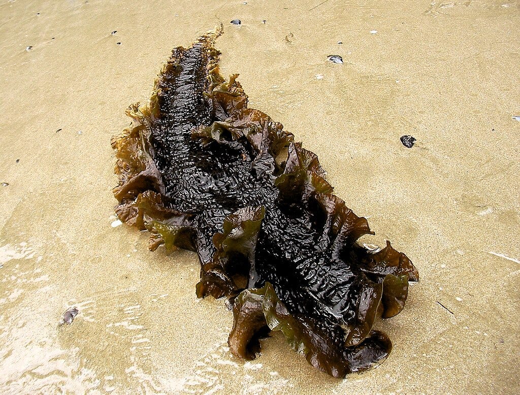 sugar kelp on a sandy beach