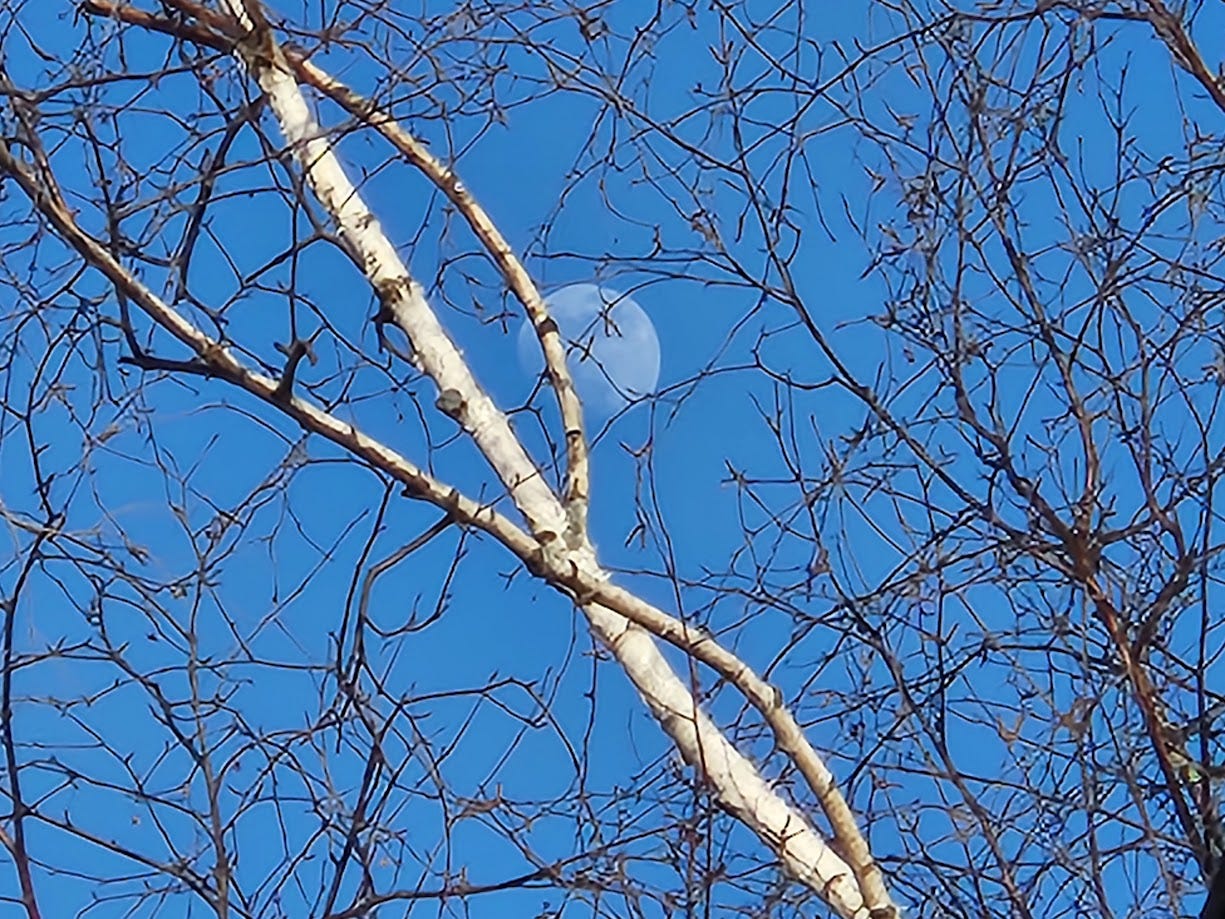 Picture of an almost-full moon through birch branches.