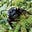 Loquat's avatar