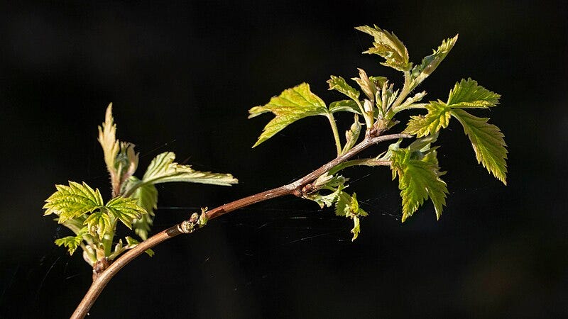 A branch of newborn rose leaves against a black background.