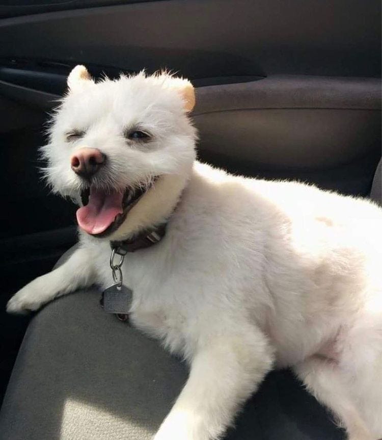 May be an image of Maltese
