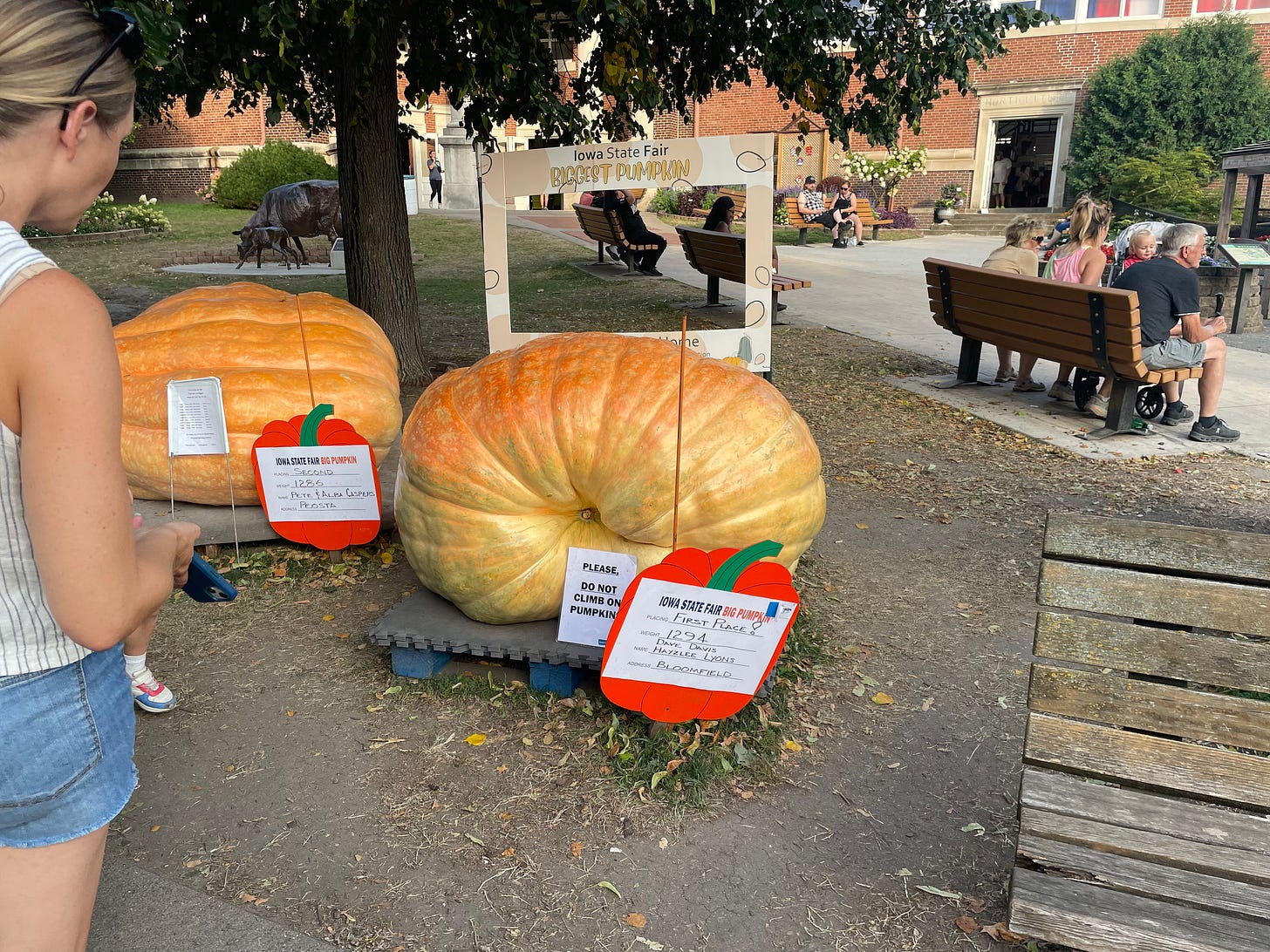 A big ass pumpkin A big ass pumpkin