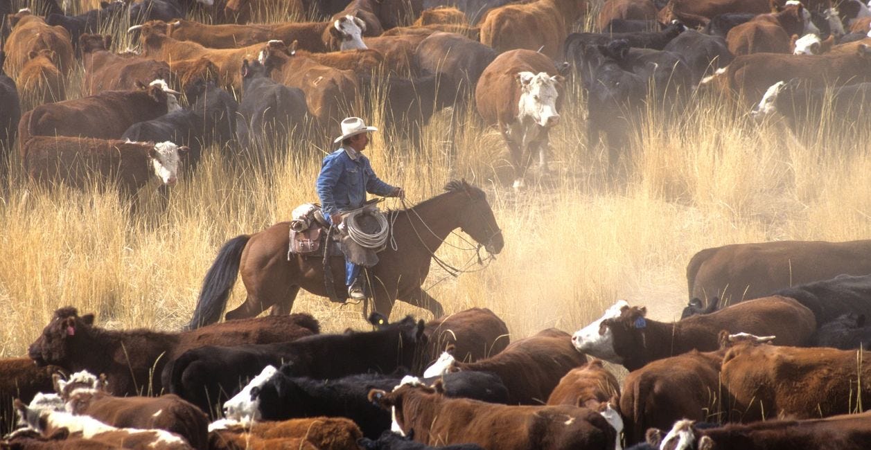 Cattle Ranching Is the Most Decentralized Sector in U.S. Agriculture. Will It Survive Another 100 Years?