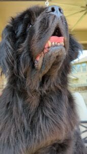 Newfie being Dried Newfie being Dried