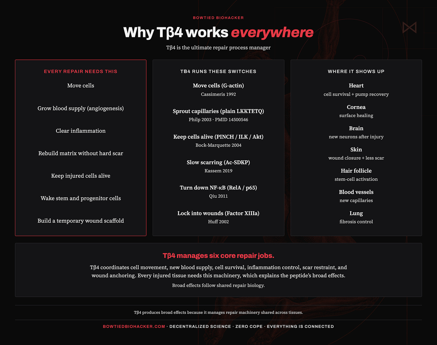 Infographic: why Tβ4 appears across many tissues Infographic: why Tβ4 appears across many tissues