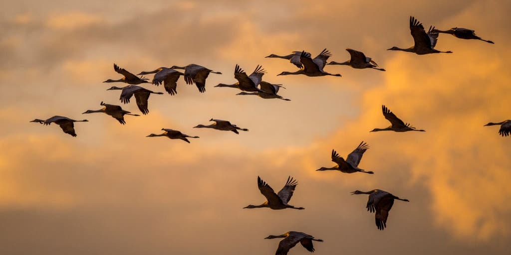 Over 300 million birds start annual fall migration to the South for the  winter | Fox Weather