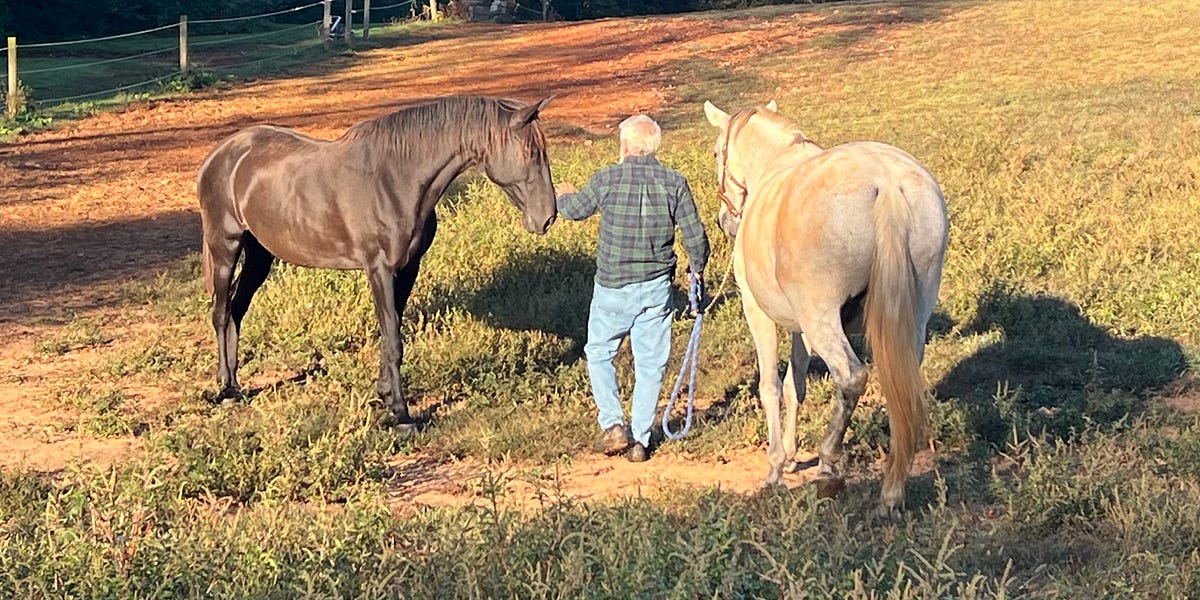 Homesteading: Horsetails
