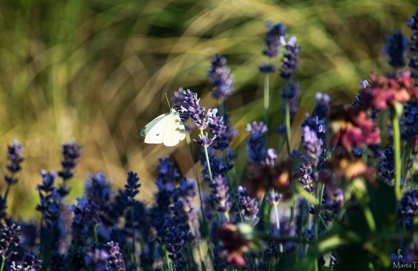 A fotót a Patikakertben készítettem. A fotót a Patikakertben készítettem.