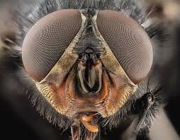 Blowfly Head by Science Photo Library