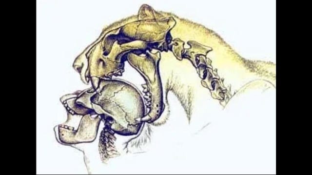 r/Naturewasmetal - Deinofelis was a Early Sabertooth Cat that fed on early hominids, it had specialized teeth and was adapted to hunting humans, soon these cats went extinct possibly by the humans that it hunted