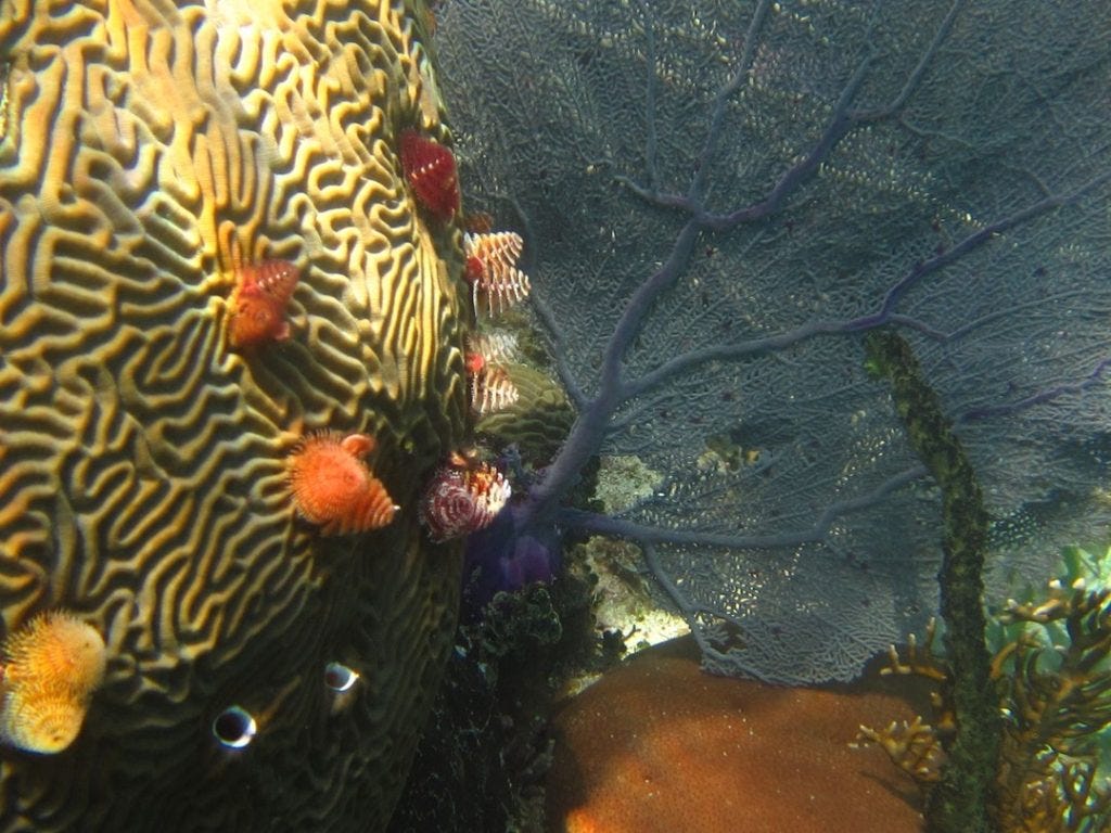 Coral seen while snorkeling in Roatan
