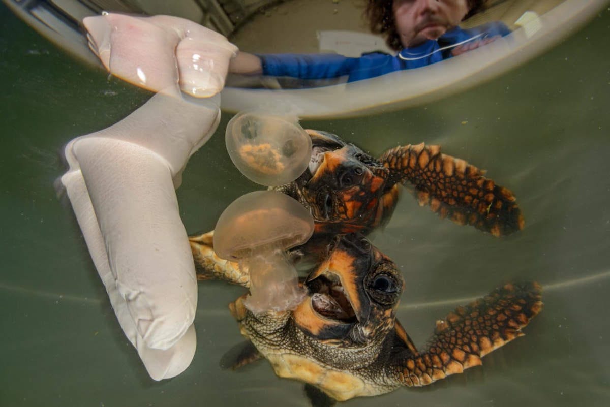 una cría de tortuga boba a punto de comerse una pequeña medusa