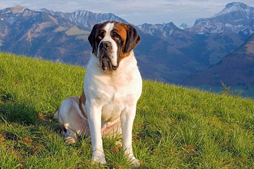 Saint Bernard sitting in meadow Saint Bernard sitting in meadow