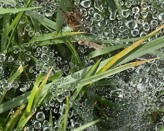 Spider hunting in the morning dew