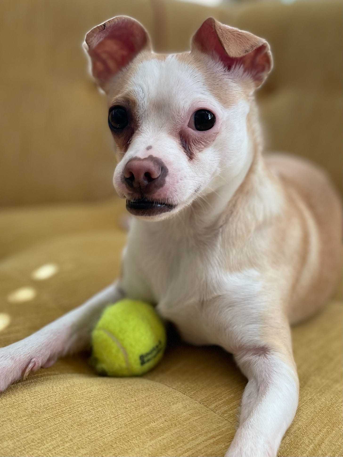 A Chihuahua mix named Prairie, with her ball. Photo by Jennifer Sandlin
