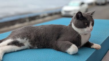 A collection of photos featuring a black kitty, a grey kitty, two orange kitties with golden eyes, a calico kitty, a white cream kitty, and the most dapper gentleman of a cat.