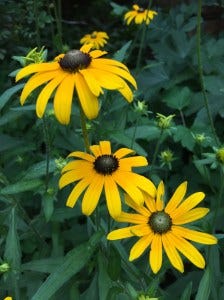 black-eyed susan another