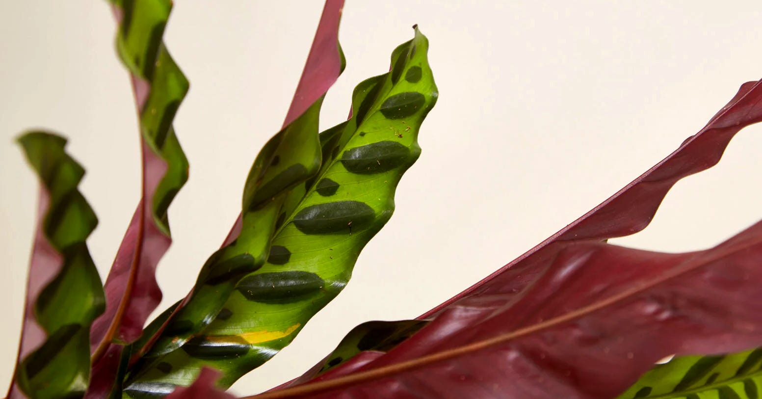 Maranta-cascavel