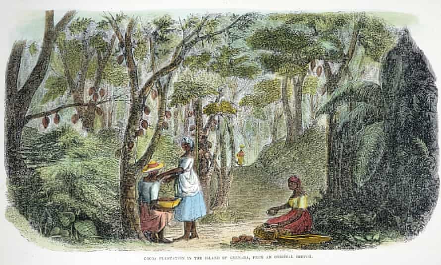 A wood engraving from 1856 depicting a cocoa plantation on Grenada. A wood engraving from 1856 depicting a cocoa plantation on Grenada.