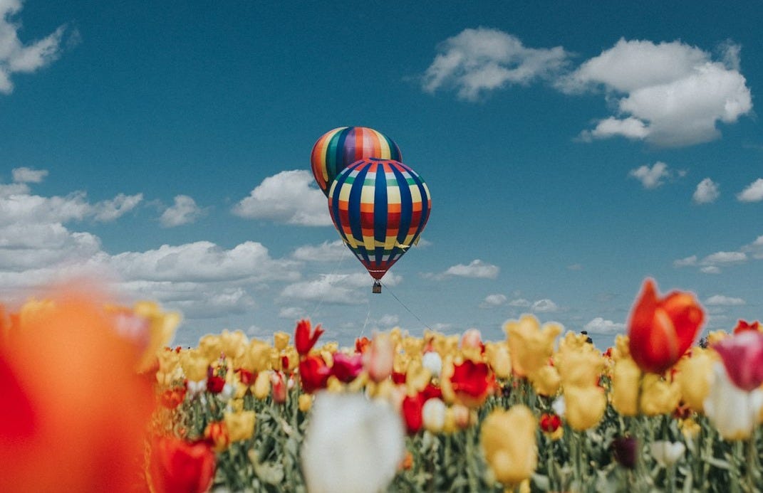 yellow and red tulip flowers under hot air balloons yellow and red tulip flowers under hot air balloons