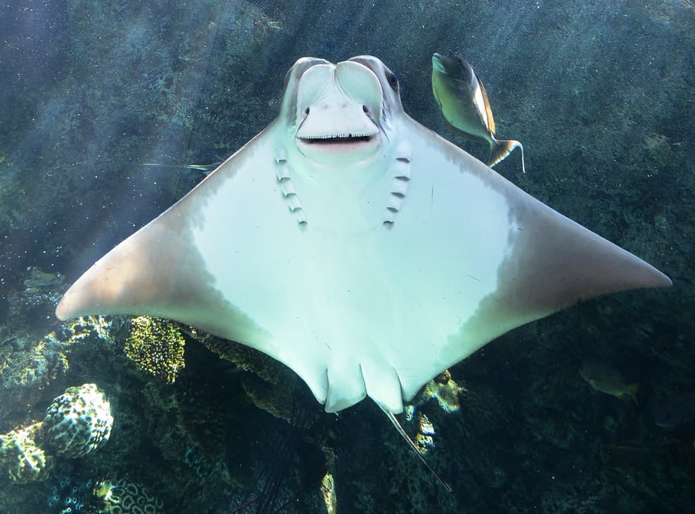 <p>File image: A cownose ray swims at the Aquarium of the Pacific in Long Beach, California, on 26 April 2012</p>