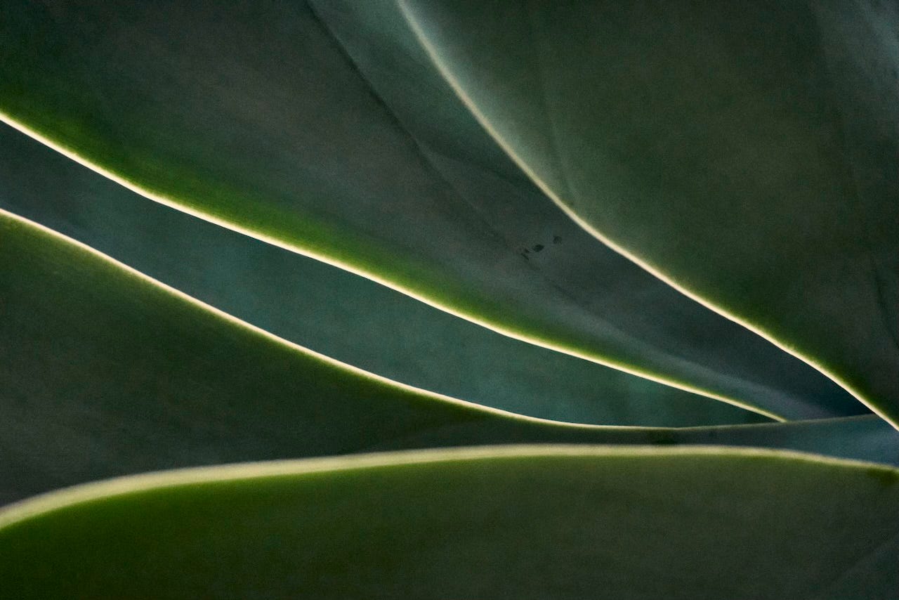 Details of foliage with traces of light on the edges of leaves, Estufa Fria, Lisboa Details of foliage with traces of light on the edges of leaves, Estufa Fria, Lisboa