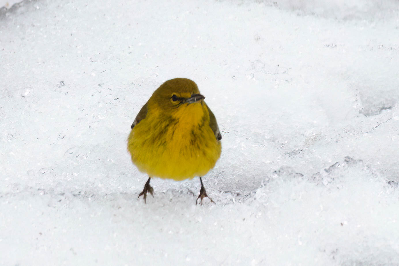 A bright yellow pine warbler in the middle of a photo that is otherwise just white, icy snow. The bird is facing forward.