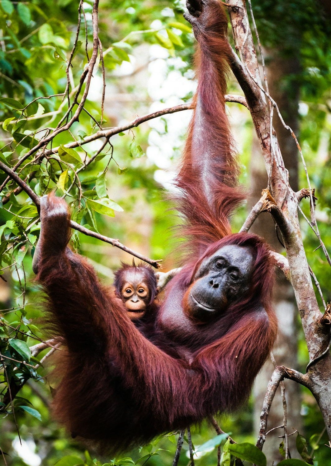 brown monkey on tree branch during daytime