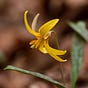 On Texas Nature