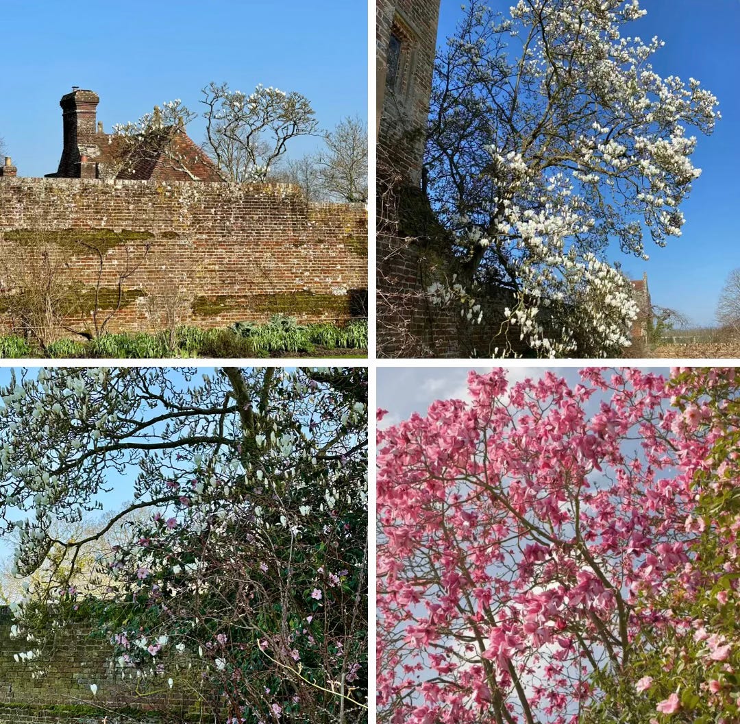 pink and white magnolias are coming out in gardens all over the world