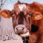 The Paradox of Choice in Photography: Why Less is More